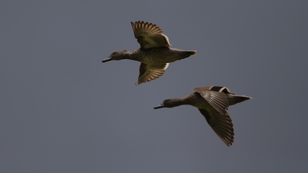 Andean Teal, Volcán Antisana