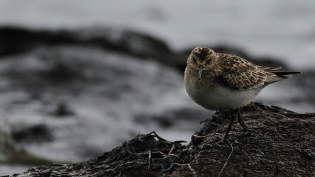 Baird's Sandpiper, Volcán Antisana