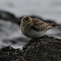 Baird's Sandpiper, Volcán Antisana