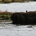Silvery Grebe + Andean Coot, Volcán Antisana