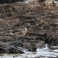 Andean Teal, Volcán Antisana