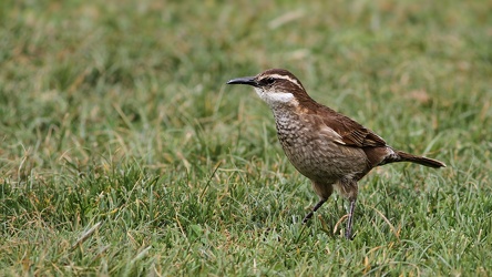 Stout-billed Cinclodes, Volcán Antisana