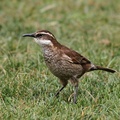 Stout-billed Cinclodes, Volcán Antisana