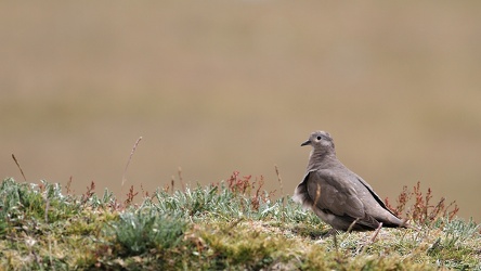 Black-winged Ground-Dove, Volcán Antisana