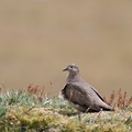 Black-winged Ground-Dove, Volcán Antisana