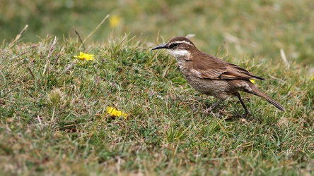 Stout-billed Cinclodes, Volcán Antisana