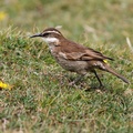 Stout-billed Cinclodes, Volcán Antisana