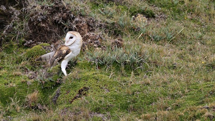 Barn Owl, Volcán Antisana