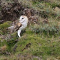 Barn Owl, Volcán Antisana