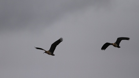 Black-faced Ibis, Volsán Antisana