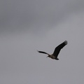 Black-faced Ibis, Volsán Antisana