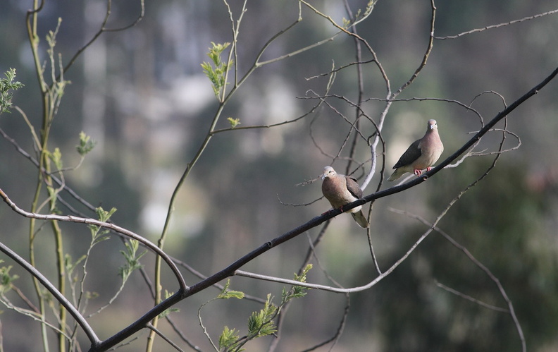 JPK_IMG_015115.web.jpg