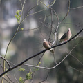 Eared Dove, Hostería San Jorge