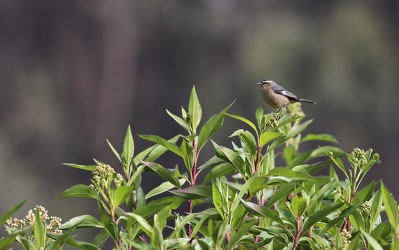Cinereous Conebill, Hostería San Jorge