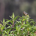 Cinereous Conebill, Hostería San Jorge