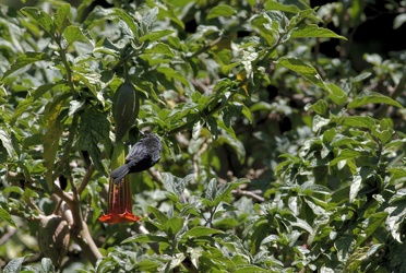 Black Flowerpiercer, Hostería San Jorge