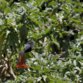 Black Flowerpiercer, Hostería San Jorge