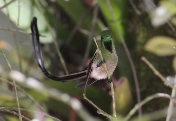 Black-tailed Trainbearer, Hostería San Jorge