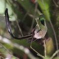 Black-tailed Trainbearer, Hostería San Jorge
