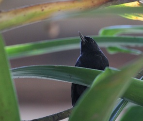 Black Flowerpiercer, Hostería San Jorge