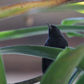 Black Flowerpiercer, Hostería San Jorge