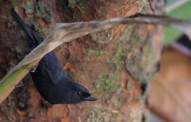 Black Flowerpiercer, Hostería San Jorge