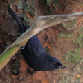 Black Flowerpiercer, Hostería San Jorge