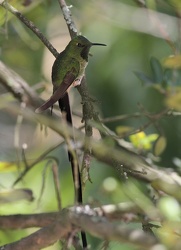 Black-tailed Trainbearer, Hostería San Jorge