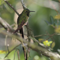Black-tailed Trainbearer, Hostería San Jorge