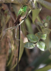 Black-tailed Trainbearer, Hostería San Jorge