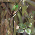 Black-tailed Trainbearer, Hostería San Jorge