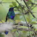 Sparkling Violetear, Hostería San Jorge