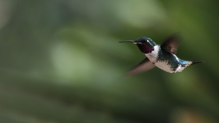 White-bellied Woodstar, Hostería San Jorge