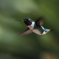 White-bellied Woodstar, Hostería San Jorge