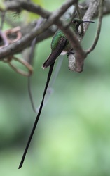 Black-tailed Trainbearer, Hostería San Jorge