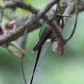 Black-tailed Trainbearer, Hostería San Jorge