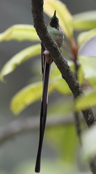 Black-tailed Trainbearer, Hostería San Jorge