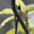 Black-tailed Trainbearer, Hostería San Jorge