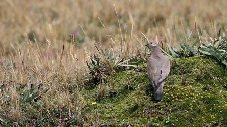 Black-winged Ground-Dove, Volcán Antisana