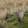 Black-winged Ground-Dove, Volcán Antisana