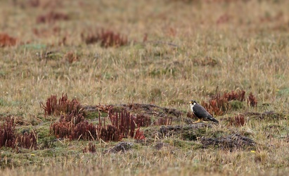 Aplomado Falcon, Volcán Antisana