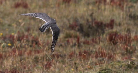Aplomado Falcon, Volcán Antisana