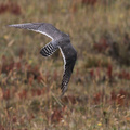 Aplomado Falcon, Volcán Antisana