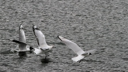 Andean Gull, Volcán Antisana