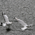 Andean Gull, Volcán Antisana
