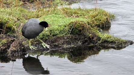 Andean Coot, Volcán Antisana