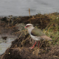Andean Lapwing, Volcán Antisana