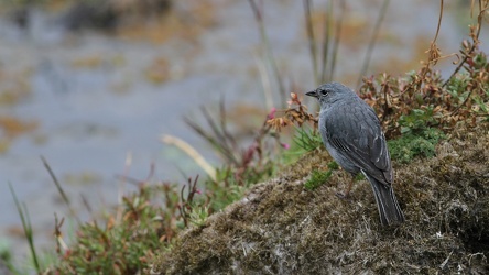 Plumbeous Sierra-Finch, Volcán Antisana