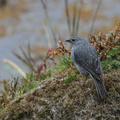 Plumbeous Sierra-Finch, Volcán Antisana