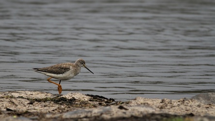 Lesser Yellowlegs, Volcán Antisana